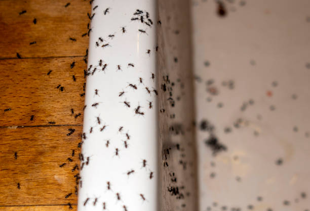 Trusted Gardner, KS Pest Control Experts